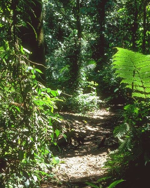 Path of God