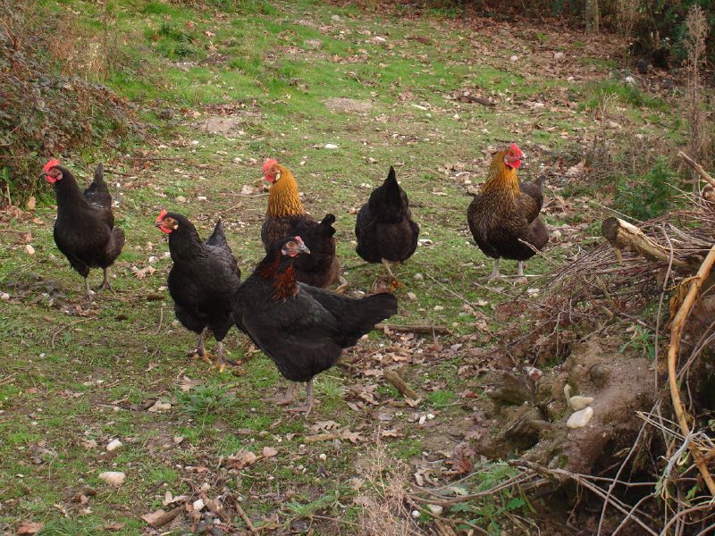 few our chickens all marans they lay lovely dark brown