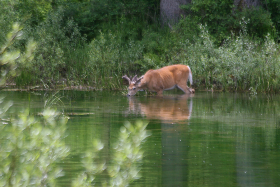 deer drinking jpg